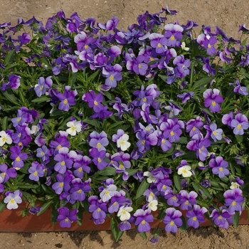 Viola cornuta 'Rain Blue and Purple' (063194)