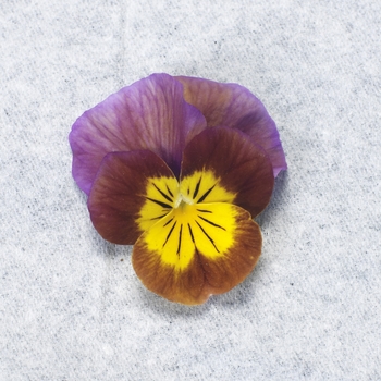 Viola cornuta Skippy XL 'Plum-Gold hybrid' (063216)