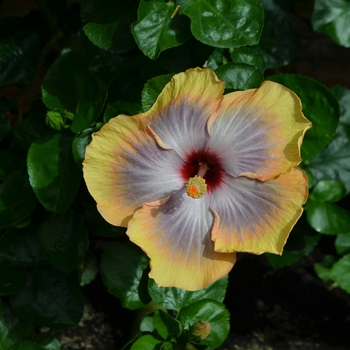 Hibiscus rosa-sinensis 'Fifth Dimension' (063401)