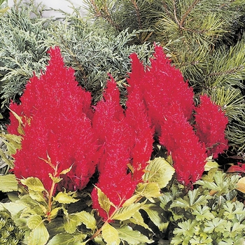 Celosia argentea plumosa 'Fresh Look Red' (063415)