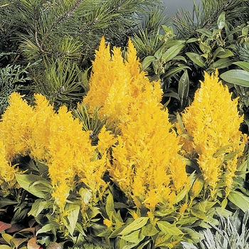 Celosia argentea plumosa 'Fresh Look Yellow' (063417)