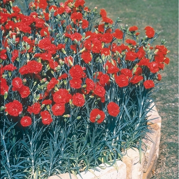 Dianthus caryophyllus 'Can Can Scarlet' (063545)