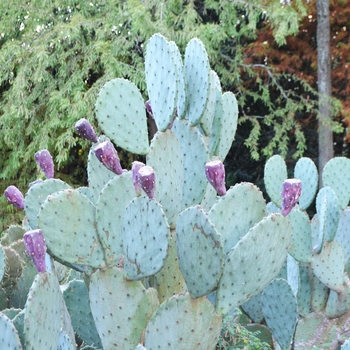 Opuntia Aciculata 'Cowboy's Red Whiskers' (063703)