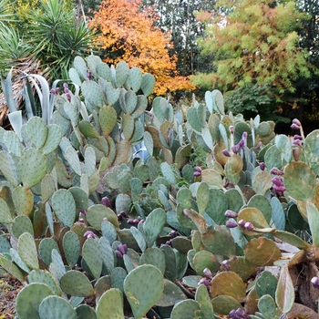 Opuntia Aciculata 'Cowboy's Red Whiskers' (063704)