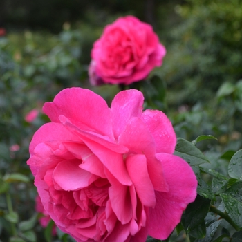 Rosa 'Grande Dame' (063755)
