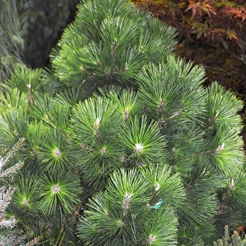 Pinus thunbergii 'Thunderhead' (063790)