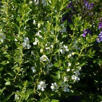 Angelonia angustifolia Angelface® 'White' (063889)
