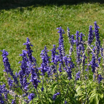 Salvia farinacea Sallyfun™ 'Blue' (064084)