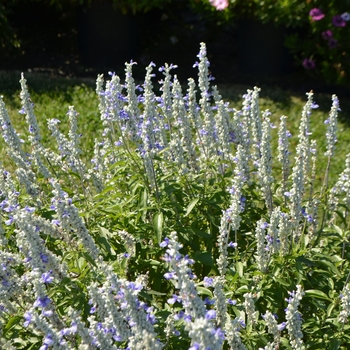 Salvia farinacea Sallyfun™ 'Sky Blue' (064085)