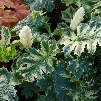Acanthus 'Whitewater' (064096)