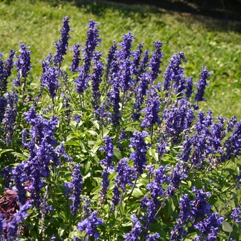 Salvia farinacea 'Velocity™ Blue' (064146)