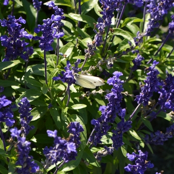 Salvia farinacea 'Velocity™ Blue' (064147)