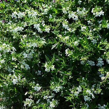 Angelonia angustifolia Angelmist® 'Spreading White' (064152)