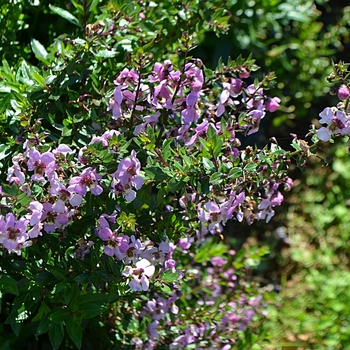 Angelonia angustifolia Archangel™ 'Pink' (064307)