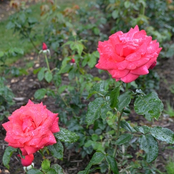 Rosa 'Cinnamon Dolce' (064318)