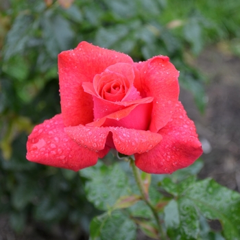 Rosa 'Cinnamon Dolce™' (064319)