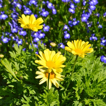 Argyranthemum 'Beauty Yellow' (065528)