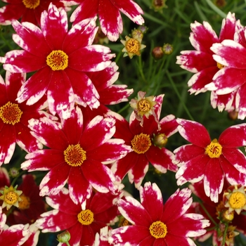 Coreopsis Jewel™ 'Ruby Frost' (065648)