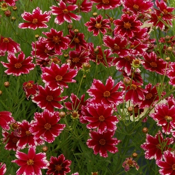 Coreopsis Jewel™ 'Ruby Frost' (065650)
