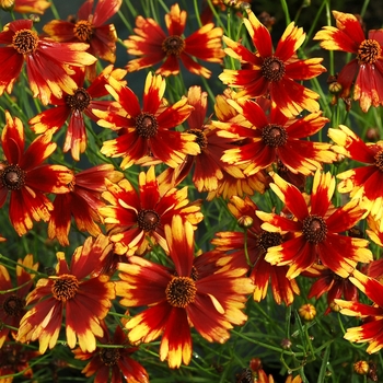 Coreopsis 'Summer Punch' (065662)