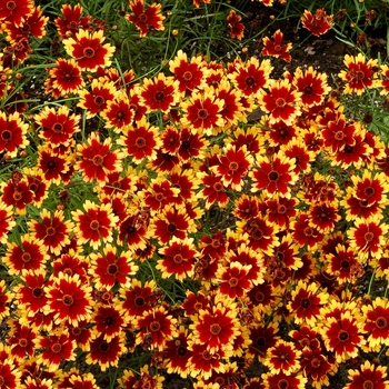 Coreopsis 'Summer Punch' (065663)