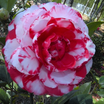 Camellia japonica 'Bobby Fain Variegated' (065780)