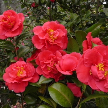 Camellia japonica 'Kramer's Supreme' (065785)