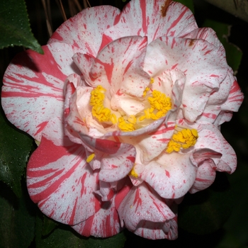 Camellia japonica 'Rebel Yell' (065882)