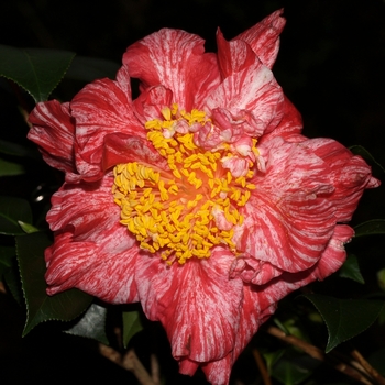 Camellia japonica 'Clown' (065885)