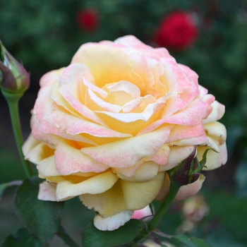 Rosa 'Sultry' (066003)