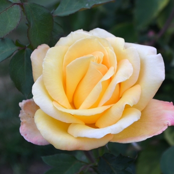 Rosa 'Sultry' (066006)