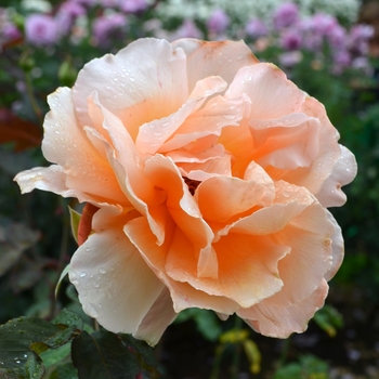 Rosa 'Just Joey' (066225)