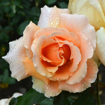 Rosa 'Just Joey' (066226)