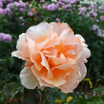 Rosa 'Just Joey' (066227)