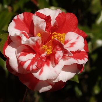Camellia japonica 'Dixie Knight Supreme' (066574)