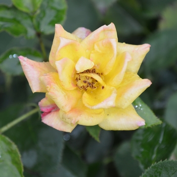 Rosa 'Ko's Yellow' (066956)