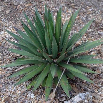 Agave obscura '' (067102)
