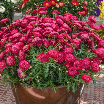 Argyranthemum frutescens Madeira™ '' (067141)