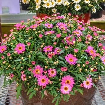 Argyranthemum frutescens Madeira™ 'Deep Pink' (067150)