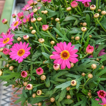 Argyranthemum frutescens Madeira™ 'Deep Pink' (067151)