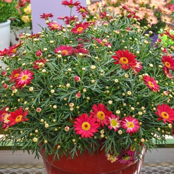Argyranthemum frutescens Madeira™ 'Red' (067175)