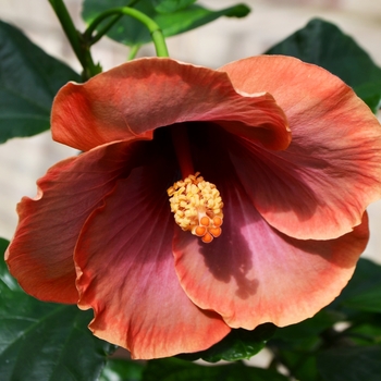 Hibiscus rosa-sinensis 'Joan Kinchen' (067582)