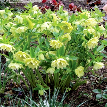 Helleborus Winter Jewels™ 'Golden Lotus' (067770)