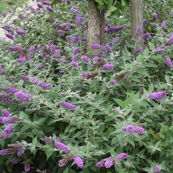 Buddleia Lo and Behold® 'Blue Chip' (068344)