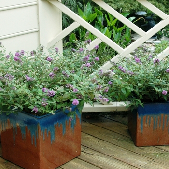 Buddleia Lo and Behold® 'Blue Chip' (068345)
