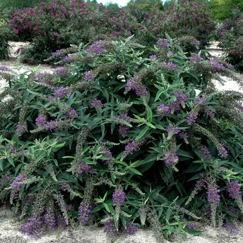 Buddleia Lo & Behold® 'Purple Haze' (068354)