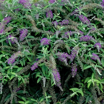 Buddleia Lo & Behold® 'Purple Haze' (068357)