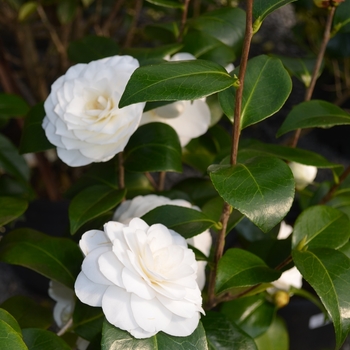 Camellia japonica '' (068430)