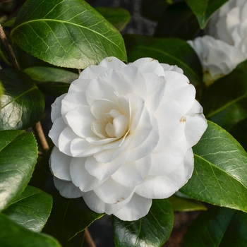Camellia japonica '' (068433)
