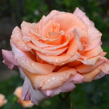 Rosa 'Sunset Celebration' (068834)